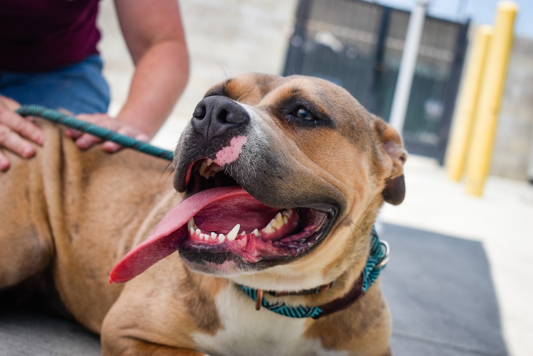 Stark County Humane Society: Caring for Animals in Need